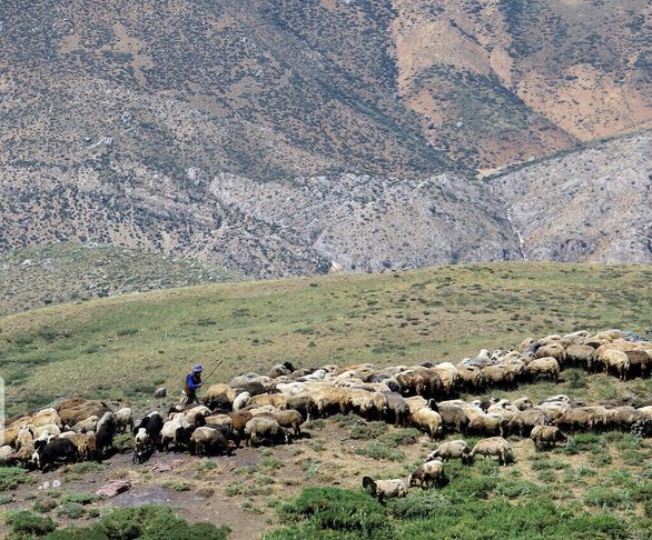 بیمهگذاران فقط بیماریهای خاص دامی را پوشش میدهند
