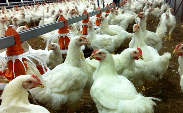 مرغداریها توانایی پرداخت حق بیمه تکمیلی را ندارند