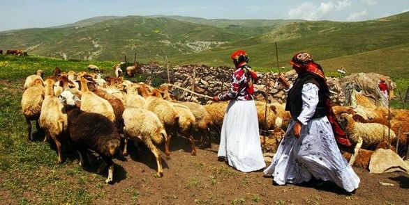 ۱۰میلیون دام عشایر کشور بیمه میشوند