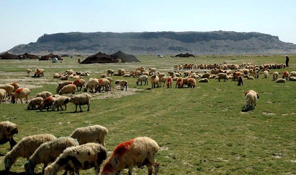 ۲.۵میلیون راس دام سبک عشایر تحت پوشش بیمه پایه قرار میگیرند