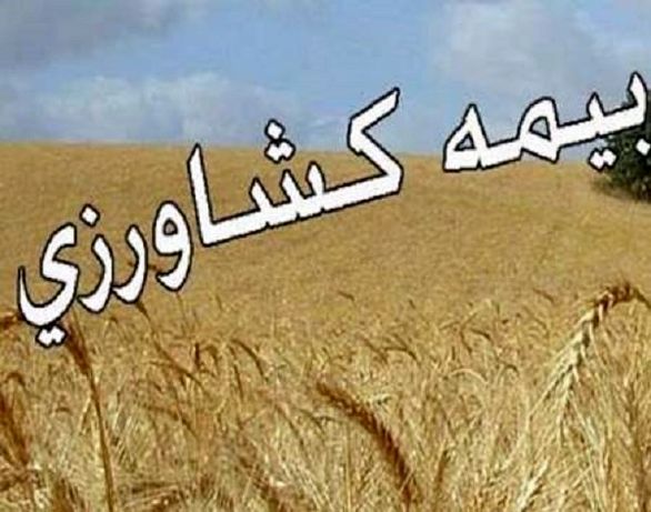 تعهدات پرداخت غرامت صندوق بیمه کشاورزی افزایش مییابد