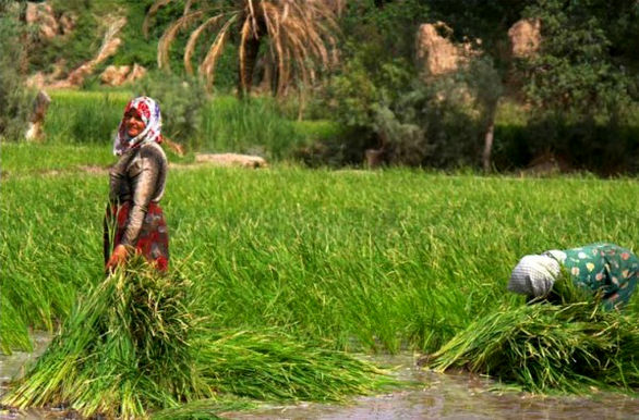 پوشش بیمه کشاورزان در استان مرکزی ۸۵ درصد افزایش یافت