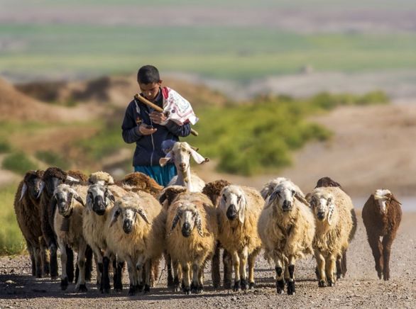چوپان گلستانی بیمه شد