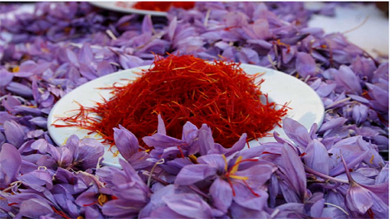 بیمه مزارع زعفران از طریق صندوق بیمه کشاورزی عملیاتی می شود