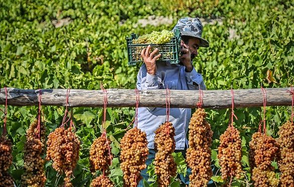 دو سوم تاکستانهای خراسان شمالی فاقد پوشش بیمهای هستند