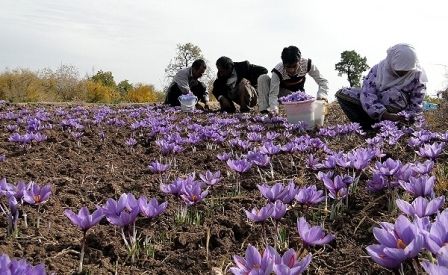 بیمه نرخ زعفران بزودی امکانپذیر خواهد شد