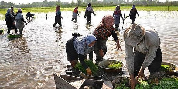 تامین اجتماعی برای پوشش بیمهای زارعین مازندرانی سختگیری میکند