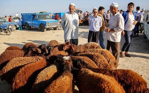 دامداران بدلیل نداشتن پوشش بیمه زیان زیادی را متحمل میشوند