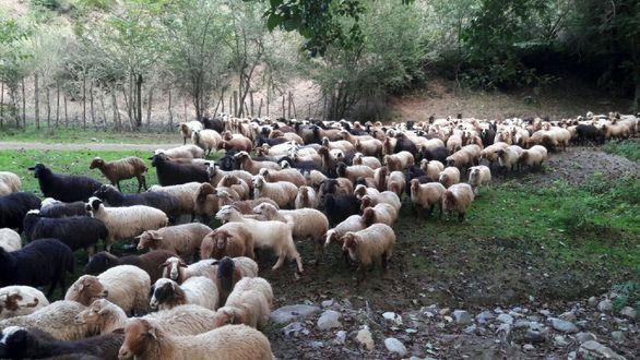 ۱۴ هزار راس دام سبک و سنگین در ایلام بیمه اجباری شدند