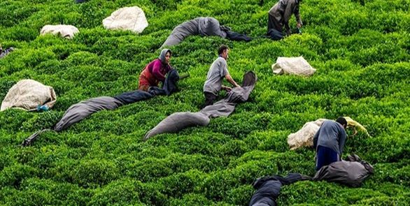 ناظران چای نیمی از سال را بدون پوشش بیمه سپری میکنند