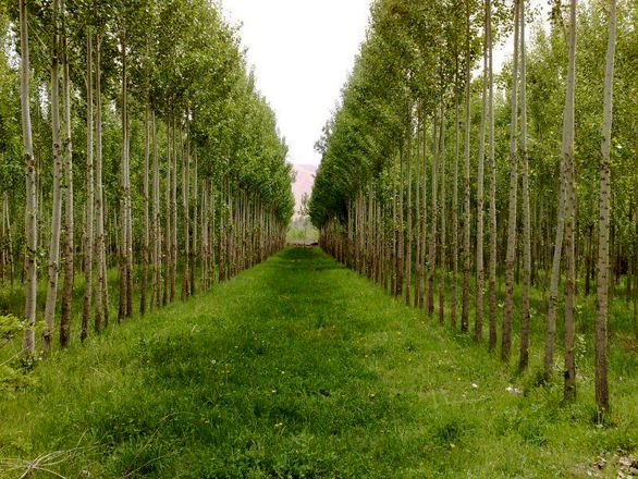 غربت بیمه نامه جنگل برای صنعت بیمه 80ساله/ شرکتهای بیمه خصوصی بیمه نامه جنگل ندارند!