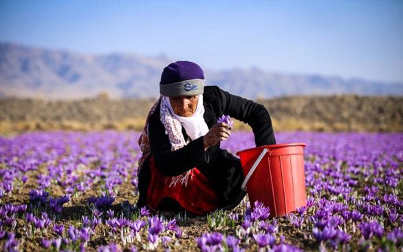 4 هزار فاروجی فاقد بیمه اجتماعی روستایی هستند