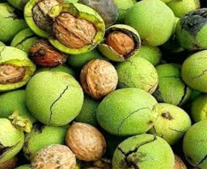 یک سوم باغات گردو در شهرستان دماوند بیمه شد