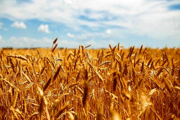 قیمت بیمه کشاورزی شهر ری برای هر هکتار ۴۰۰ هزار تومان برآورد شد