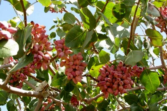 حوادث طبیعی به 25 درصد از باغ پسته جوین خسارت زد