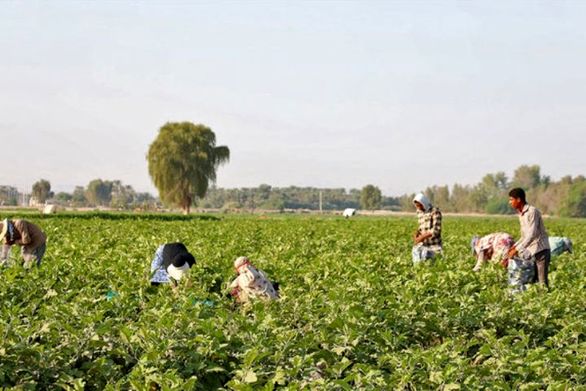 ضریب نفوذ بیمه کشاورزی در خوزستان به ۶۷ درصد رسید