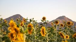 درخشش گل‌های طلایی آفتابگردان