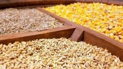 واردات نهاده‌ های دامی به بیش از ۱۳ میلیون دلار رسید
