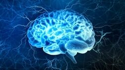 یک رژیم غذایی خاص؛ کلید داشتن مغزی سالم و فعال
