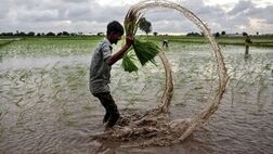 قیمت جهانی برنج به کف خود رسید
