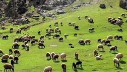 ذخایر دامی در شرایط مناسبی است