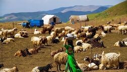 یک چهارم گوشت قرمز کشور توسط عشایر تولید می شود
