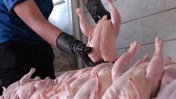 گران فروشی مرغ در میادین میوه و تره بار