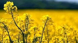 نرخ خرید تضمینی ۸ کالای اساسی مصوب شد