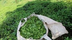 بیش از ۸۸ هزار تن برگ سبز چای از چای‌کاران خریداری شد
