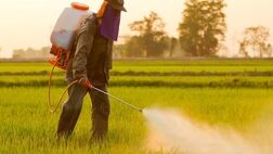 انجمن واردکنندگان سم و کود از خدمات شرکت‌های بیمه‌ای راضی است