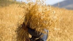 کاهش بیش از 9 دلاری قیمت گندم در بازارهای جهانی