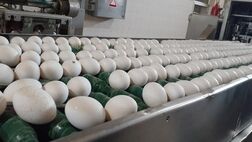 بیش از نیاز کشور مرغ و تخم مرغ تولید می‌شود / صادرات ۱۲۰ هزار تن تخم مرغ در سال جاری