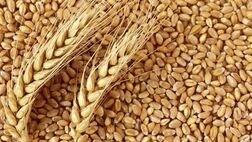 کاهش 44 دلاری قیمت گندم در یک روز