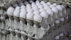 قیمت هر شانه تخم مرغ برای مصرف کننده ۳۰۰ هزارتومان
