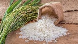 قیمت جدید انواع برنج ایرانی (صدری، طارم، هاشمی و...)