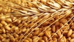 ۸۲ کشور دنیا دچار مشکل تأمین غذا شدند
