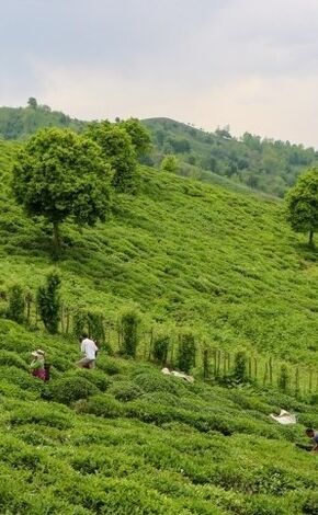 پیش بینی خرید ۴ همتی برگ سبز چای / پرداخت ۷۵ درصدی مطالبات