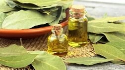 خواص درمانی و شگفت‌انگیز برگ‌بو
