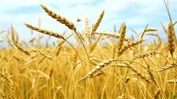 پرداخت مطالبات گندمکاران تسریع می‌شود
