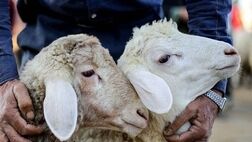 قیمت هر کیلوگرم دام زنده برای عید قربان ۱۷۰ هزار تومان اعلام شد