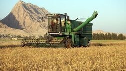 قیمت تمام شده هرکیلو گندم برای کشاورز ۴۰ هزارتومان
