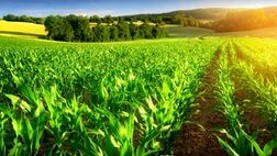 بیش از ۳۶ هزار هکتار از مزارع استان تهران بیمه هستند
