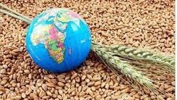  چگونه می توان ضریب امنیت غذایی را با زمین های دیم افزایش داد 