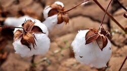 قیمت هر کیلو پنبه در شهریور ۹ هزار تومان تعیین شد