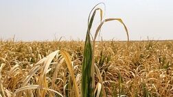 میزان خسارت‌وارده به کشاورزان بیمه گذار،۵ هزار میلیارد تومان
