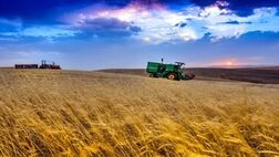 رکوردشکنی تولید گندم در سایه بارش‌ها/ چشم‌انداز خودکفایی تقویت شد