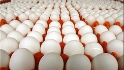 صادرات تخم مرغ به خارج از کشور به 800 تن رسید