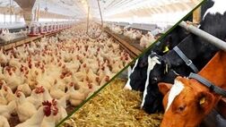 دست دلالان از توزیع نهاده‌های دامی در تهران کوتاه می‌شود