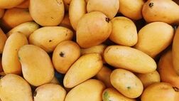 نحوه صحیح خشک کردن انبه