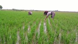 یک‌ سوم اراضی زراعی کشور زیر پوشش بیمه است